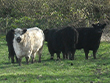 Vier Rinder der Rindergilde in Stausmark.